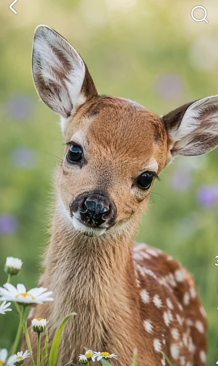Minimalist smartphone screen wallpaper showcasing soft deer patterns and subtle woodland leaves